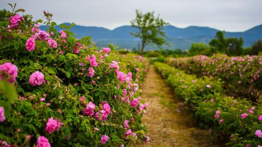 Празник на розата в комплекс Дамасцена