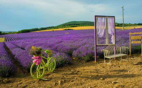 Фестивал на Лавандулата в Чирпан