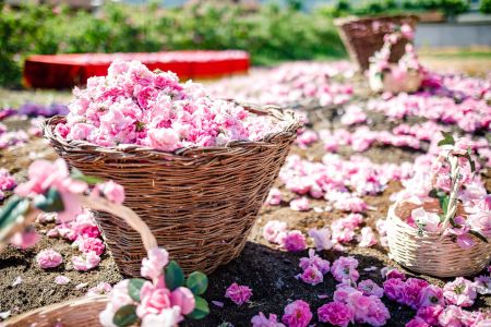 Празник на розата в Карлово