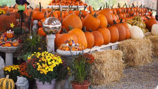 Празник на тиквата в Севлиево