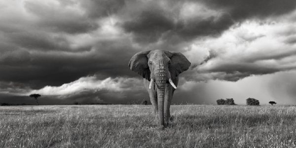 ЮЖНА АФРИКА, ЗИМБАБВЕ с водопада ВИКТОРИЯ, БОТСВАНА И НАМИБИЯ - 01.05.2026, 18.09.2026, 09.10.2026, 13.11.2026, 04.12.2026